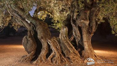 Museo natural Olivos Milenarios del Arión 